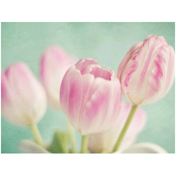 Stikla fotoglezna 15x20cm tulpes
