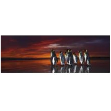 Puzzle King Penguins 1000 pezzi heye
