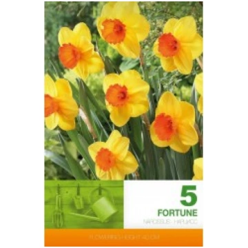NARCISES FORTUNE KEBOL