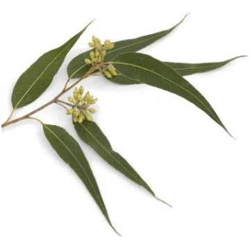 Eikalipts Mentols/ Dives (Eucalyptus dives piperit