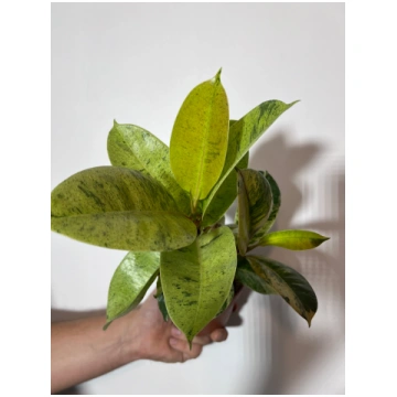 Ficus Schrijveriana Augi-Plants