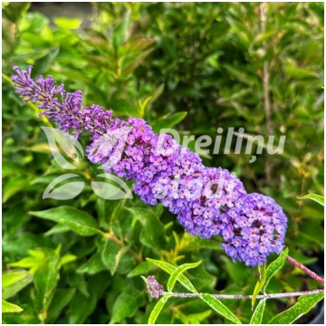 Budleja, Dāvida "Nanho Blue"/Buddleja davidii/ - P