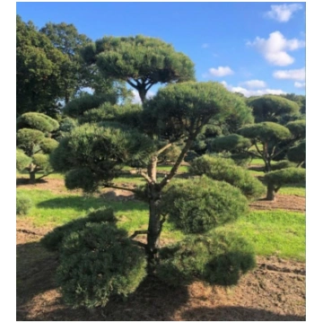 Parastā priede bonzai forma / Pinus sylvesteris bo