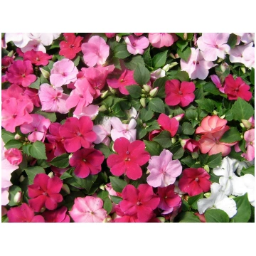 Impatiens walleriana - Balzamīnes
