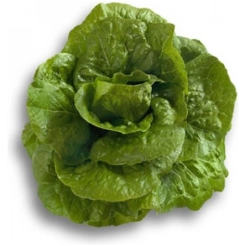 Lattuga romana FLAVIUS RZ