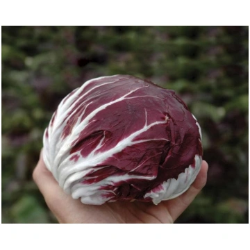 Radicchio Cicoria Palla Rossa HIT
