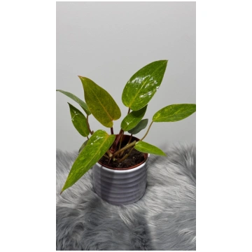 Philodendron Painted Lady Augi-Plants
