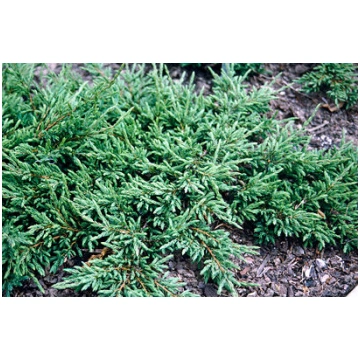 Juniperus communis 'Repanda' Parastais k