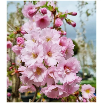 Sakura Prunus FIRST BLUSH
