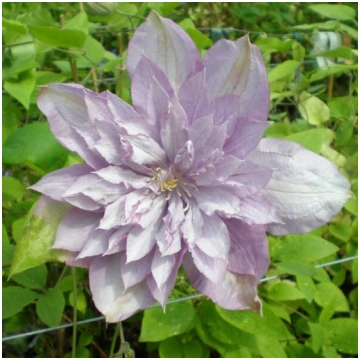 Klematis Proteus (lielziedu) PILNS, 2L