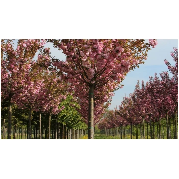 Sakura "Kanzan" Pa 200/220/12-14/ cm