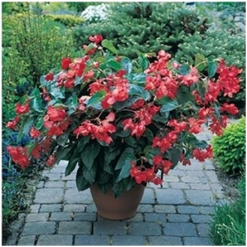 Begonia da vaso Rossa Dragon Wing Red