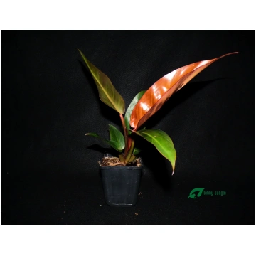 Philodendron "Red Sun" Hobby Jungle
