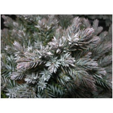 Juniperus squamata Blue Star-Ginepro Donnadipiante