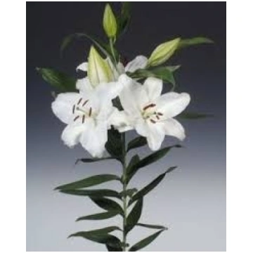White lily - Cut flowers - Flowers delivery in Dau