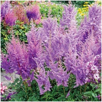 Astilbe 'Nemo'