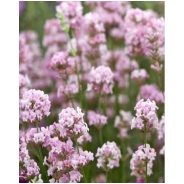 Lavandula angustifolia Rosea | A.M. ozoli