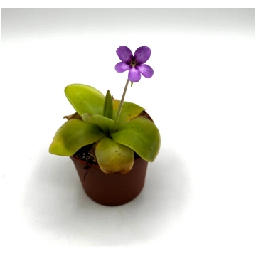 Pinguicula × Gina Caput Mundi Labs
