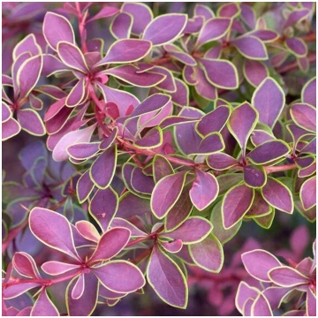 Bārbele, Tunberga "Golden Ring" /berberis thunberg
