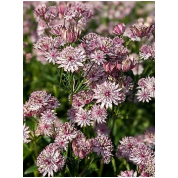 Astrantia major 'Sparkling Stars Pink'®,