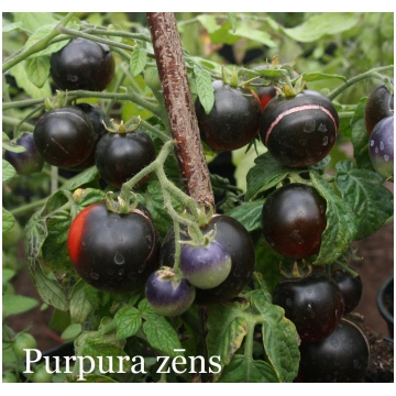 Purpura zēns (tomāta stāds podiņā)