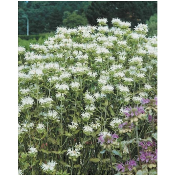 Monarda hybride Schneewittchen | A.M. ozoli
