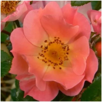 Rozā - pundur - miniatūrā roze - maigi smaržīga ro