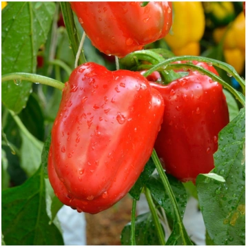 Paprika Bendigo F1 (5s) Darzinam.lv