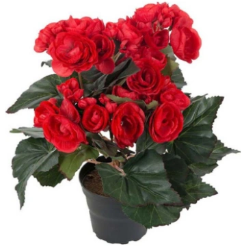 Begonija podiņā 28cm sarkana