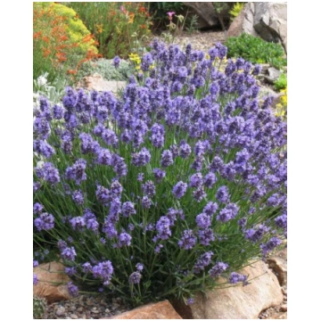 Lavandula intermedia Thumbelina Leigh | A.M. ozoli