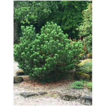 Austrumalpu kalnu priede- Pinus mugo ”Mughus”