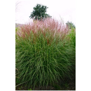 Ķīnas miskante- Miscanthus Sinensis ”Ferner osten”
