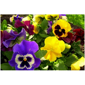 Viola wittrockiana - Lielziedu atraitnītes