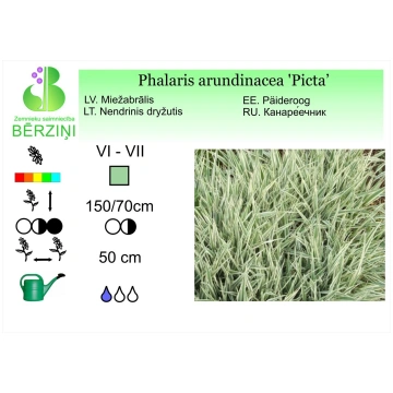 Phalaris arundinacea 'Picta', Miežabrāli