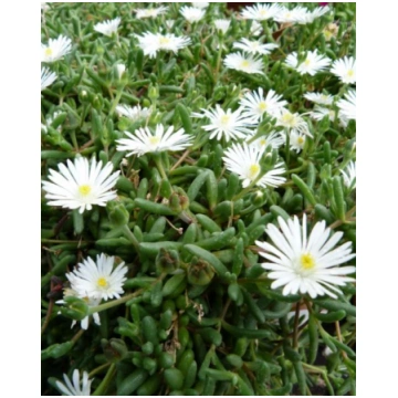 Delosperma Graaf Reinet | A.M. ozoli