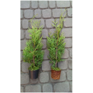 Tuje Brabant Thuja Brabant 20-30cm 0,5-1L Topf Leb