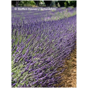 Lavandula x intermedia 'Dutch', P11 Lava