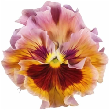 Lielziedu atraitnīte Flamenco Terracotta F1 | Viol