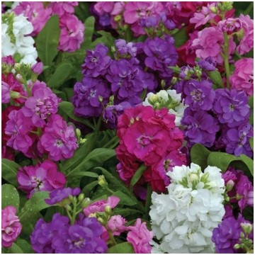 Matthiola Incana - Lefkojas Mix