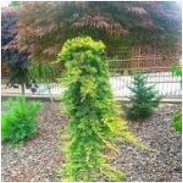 Kadiķis klājeniskais ""Golden Carpet" Pa 80-100 cm