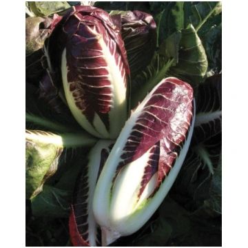 Radicchio ROSSA DI TREVISO 4 HIT