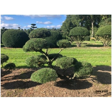 Kalnu priede "MUGHUS" bonzai forma / Pinus mugo "M