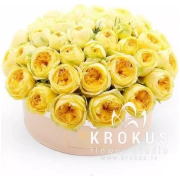 Dzeltenas Peonijveida rozes cepuru kastē Dzeltenas