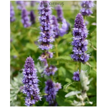 Agastahe "Blue Fortune" Kverkus