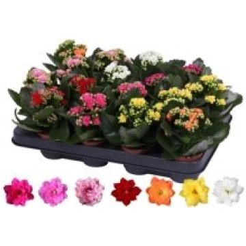Telpaugi Kalanchoe double Rosalina mix(Kalanhoja)