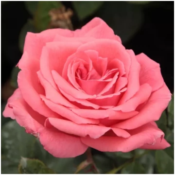 Rozā - Tējhibrīdroze - intensīvi smaržīga roze - z