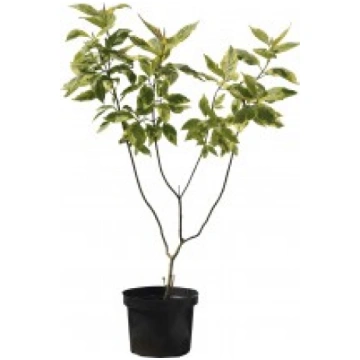 GRIMONIS SPAETHII CORNUS ALBA KITI UŽSIENIO