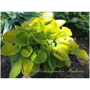 Hosta `Maui Buttercups`
