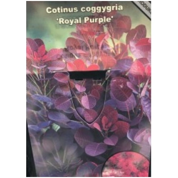 PARASTAIS DŪMKOKS ROYAL PURPLE 2 L KITI UŽSIENIO