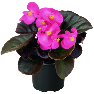 Begonia semperflorens Nightlife Deep Rose | A.M. o